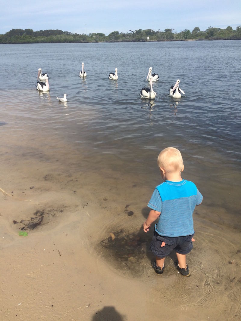 ray pascoe park feed the pelicans gold coast