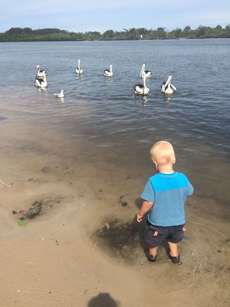 ray pascoe park feed the pelicans gold coast