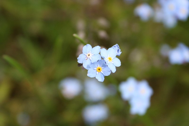 backyard posies by kelly taylor flickr