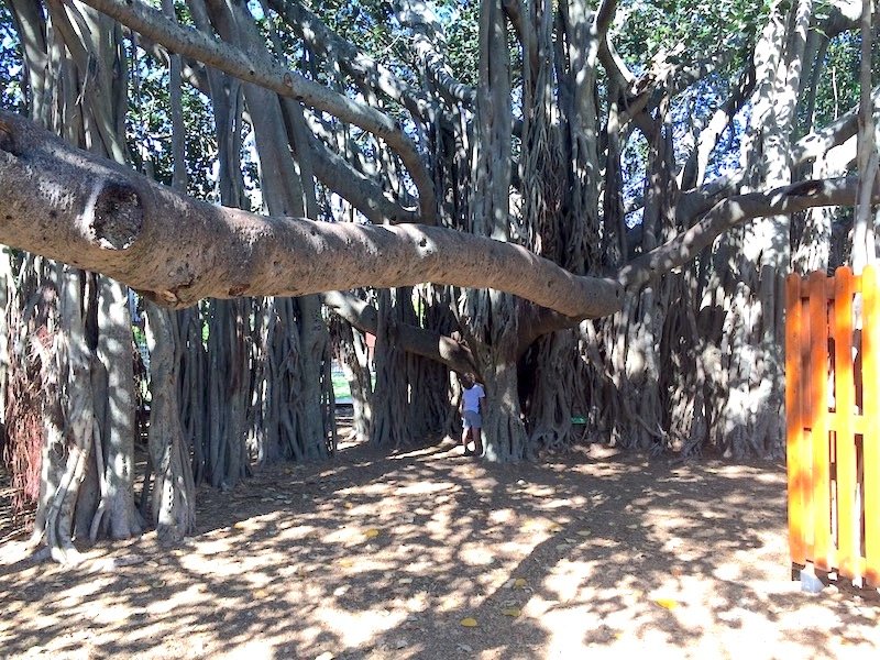 tree branch slide at new farm park pic