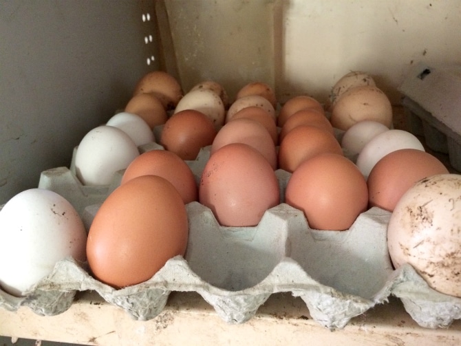 farmstay brisbane qld eggs