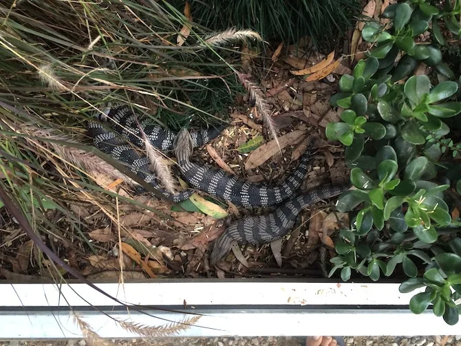 macadamia castle blue tongues pic
