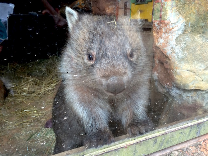 wombat pic