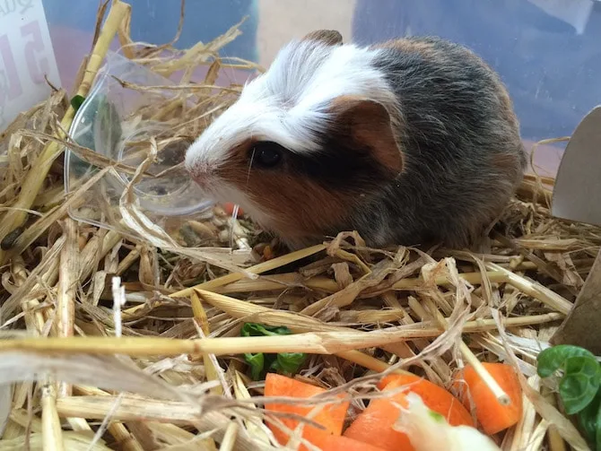 macadamia castle guineapig pic