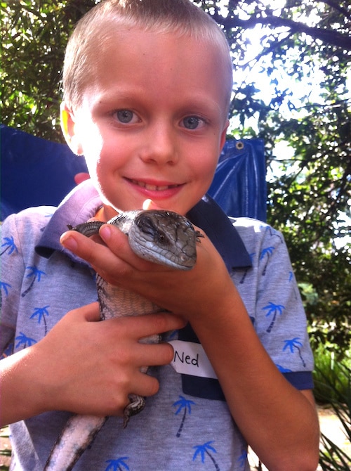 macadamia castle ned with blue tongue lizard pic