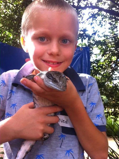 macadamia castle ned with blue tongue lizard pic