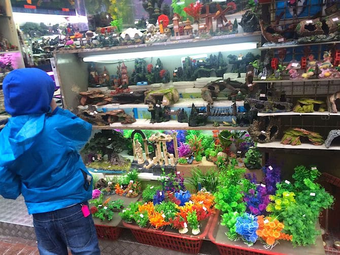 hong kong goldfish market artificial plants pic