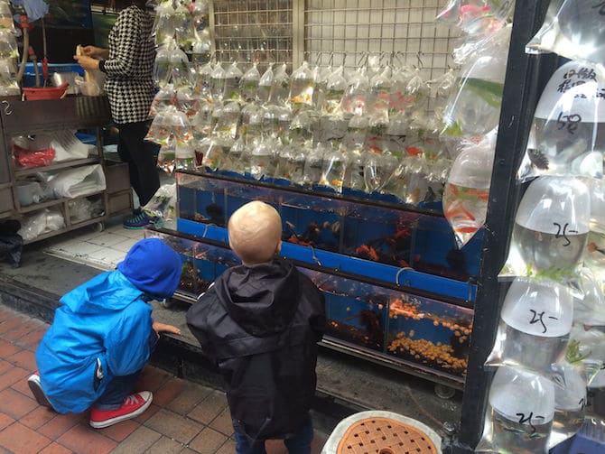 hong kong goldfish market boys