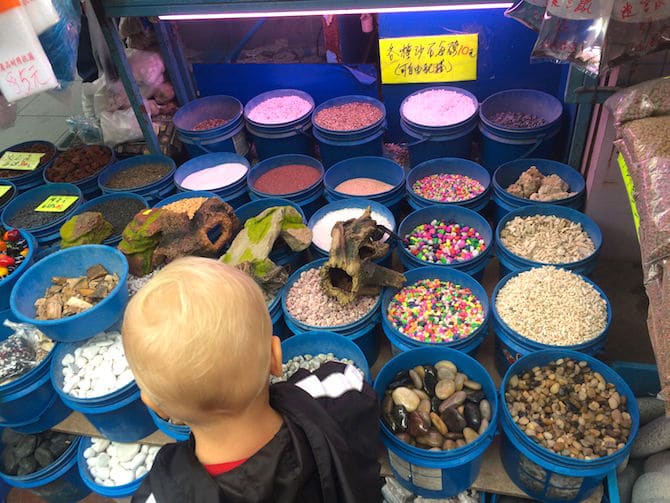 hong kong goldfish market fishtank pic