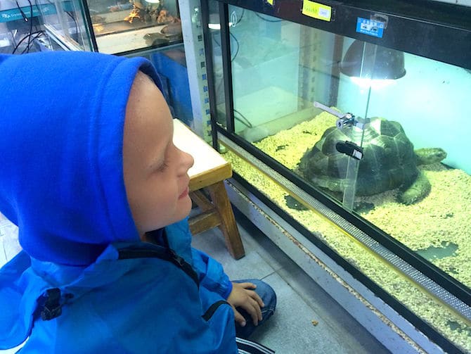 hong kong goldfish market giant turtle pic