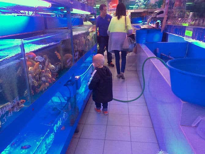 hong kong goldfish market inside shops pic