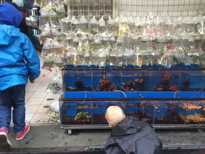 hong kong goldfish market - jack looking at fishtanks pic