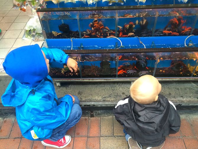 hong kong goldfish market looking