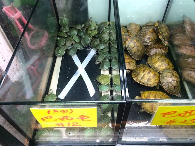 hong kong goldfish market turtles pic