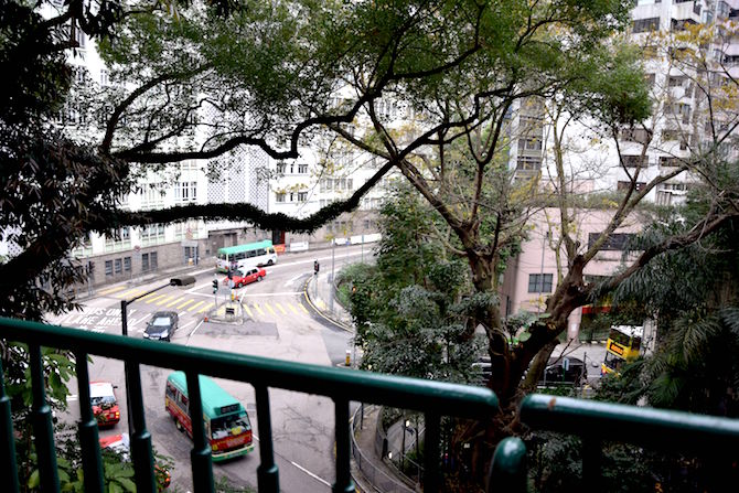 hong kong zoological and botanical gardens city view pic