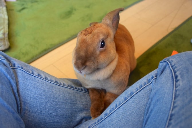 harajuku rabbit cafe climb up