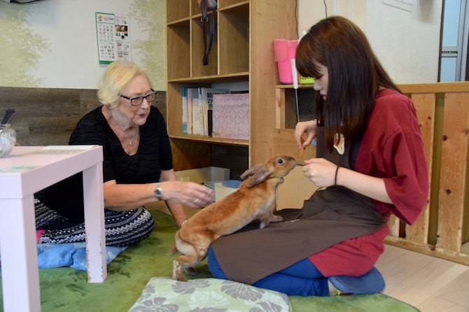 harajuku rabbit cafe lap