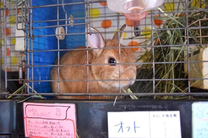 harajuku rabbit cafe orange