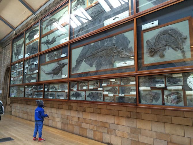 natural history museum kids london with kids fossil wall