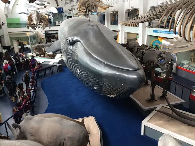 natural history museum london with kids whale hall