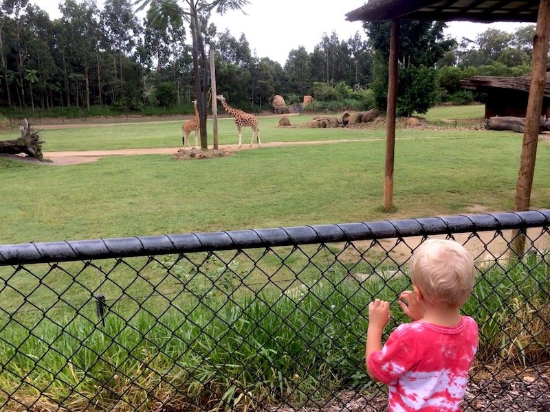 australia zoo african savannah pic