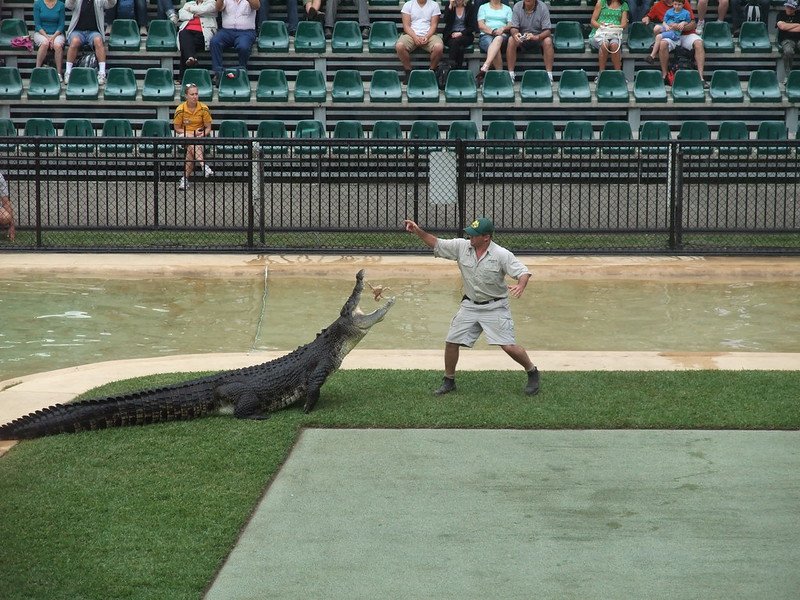 australia zoo crocoseum by yun huang yong 