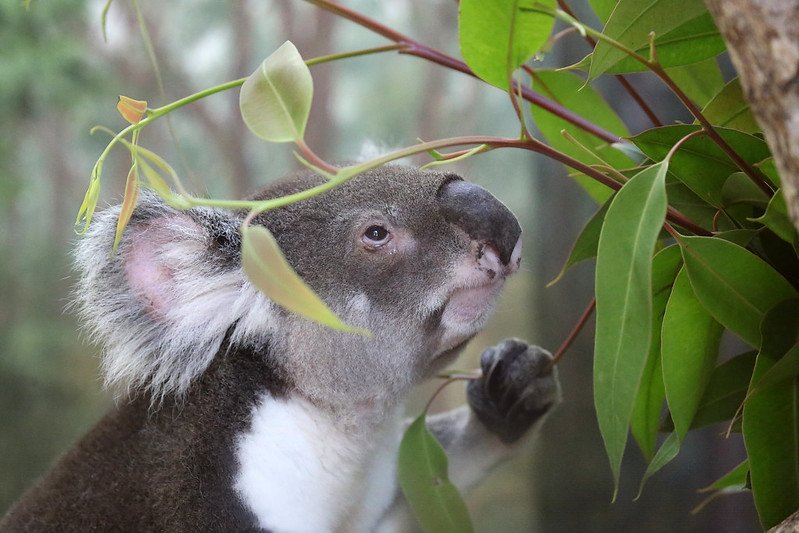 australia zoo koala by cuatrok77 