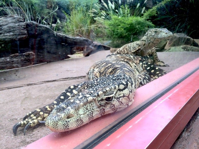 australia zoo lizards pic