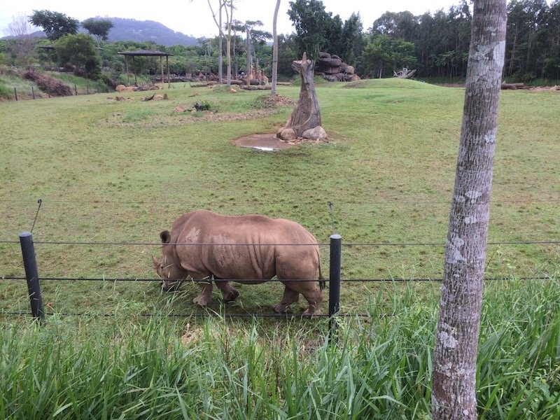 australia zoo rhino pic