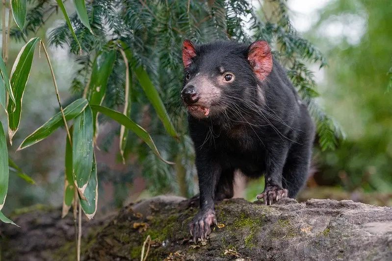 australia zoo tasmanian devil by mathias appel