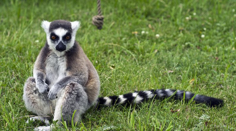 lemur at bindi island pic 