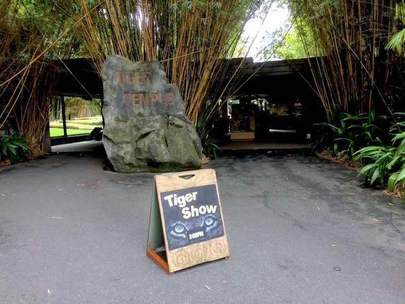tiger temple at australia zoo