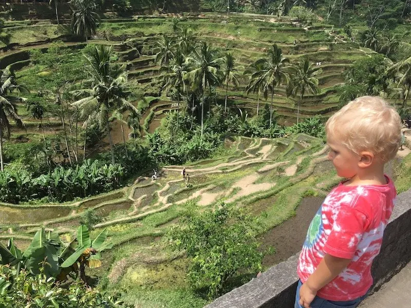 bali rice terraces tellagagalang pic 800