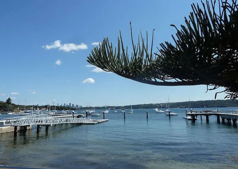 watsons bay norfolk island tree pic