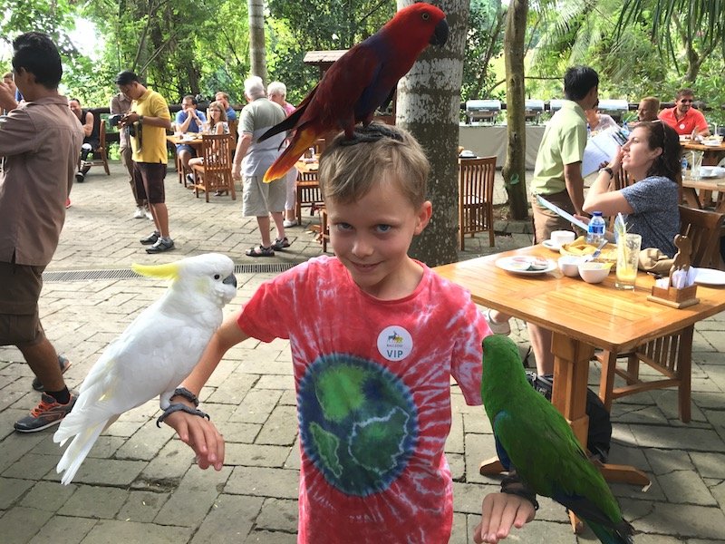 image - bali zoo birds