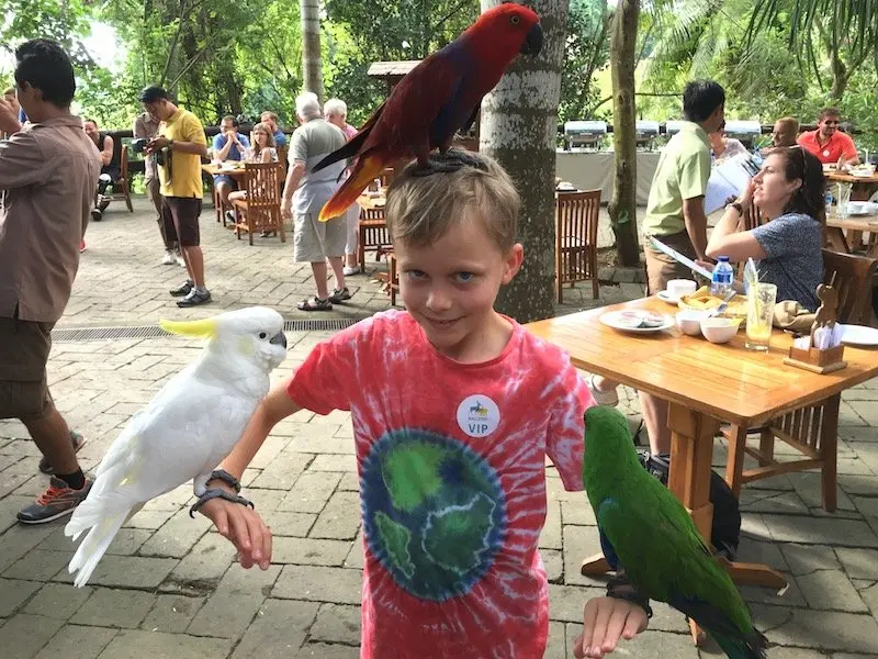 image - bali zoo birds