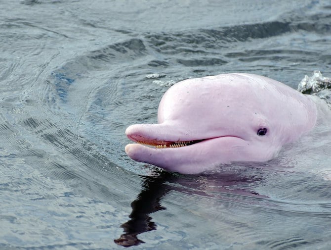 pink dolphins in hong kong pic