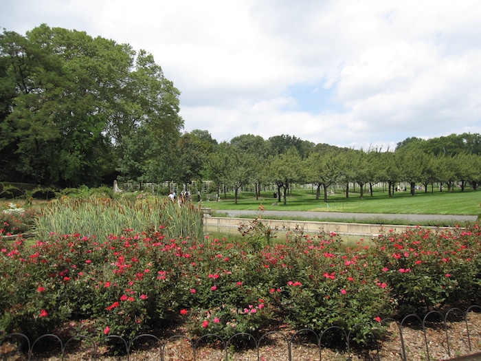 Visit Roam the Gnome Family Travel Directory for MORE SUPER DOOPER FUN ideas for family travel. Search by City. Photo- Brooklyn Botanic Garden NYC pretty flowers