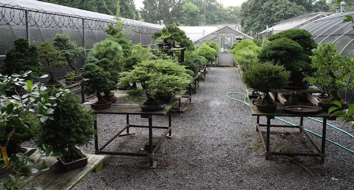 Visit Roam the Gnome Family Travel Directory for MORE SUPER DOOPER FUN ideas for family travel. Search by City. Photo- Brooklyn Botanic Garden NYC bonsai collection