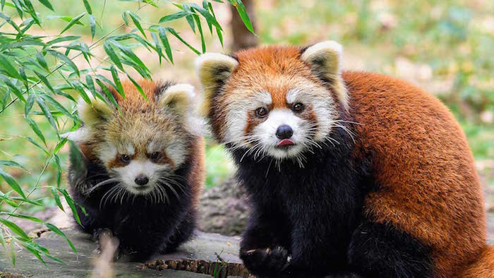 Visit ROAM THE GNOME Family Travel Website Directory for SUPER DOOPER FUN ideas for family vacations around the world. Search by city. Photo - Prospect Park Zoo at Childrens Corner Prospect Park