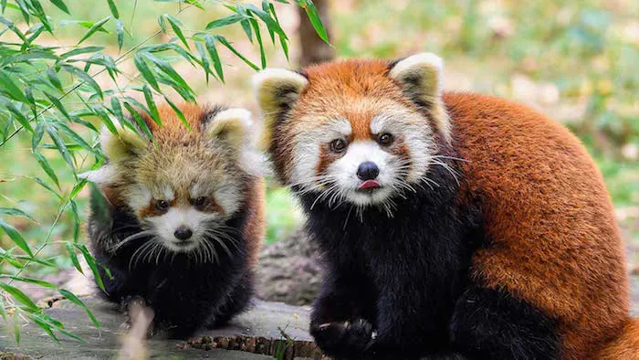 Visit ROAM THE GNOME Family Travel Website Directory for SUPER DOOPER FUN ideas for family vacations around the world. Search by city. Photo - Prospect Park Zoo at Childrens Corner Prospect Park