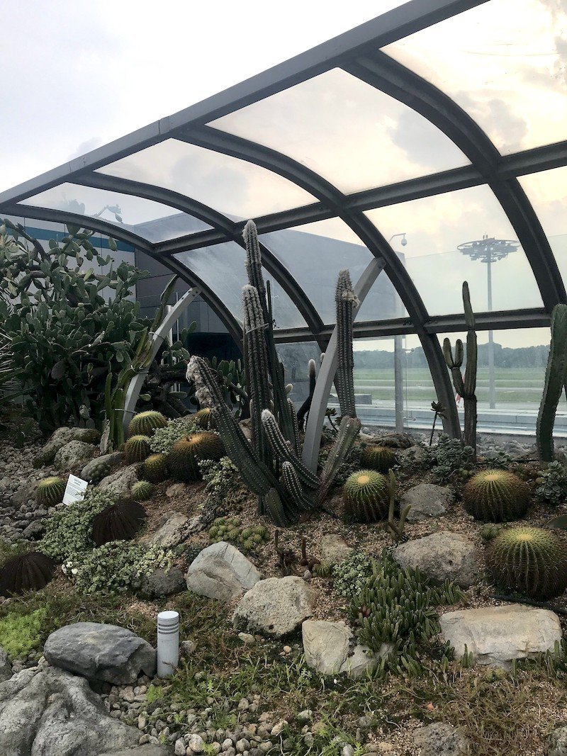 cactus garden at changi airport by laika ac flickr 