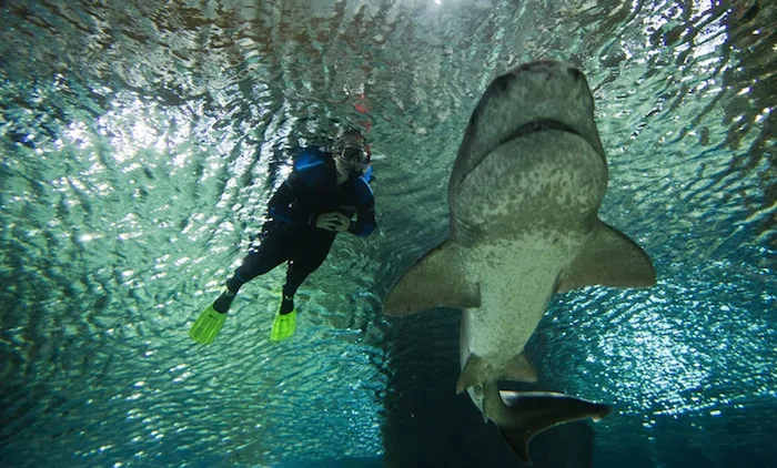 pic - National Aquarium of Napier attractions