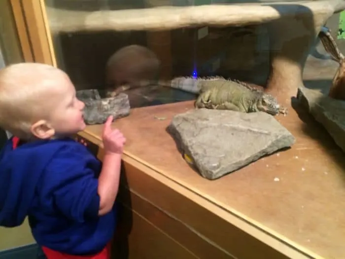 Reptiles at Brooklyn Childrens Museum in NYC. ROAM THE GNOME Family Travel Website. Hundreds of fun ideas and activities to help you plan and book your next family vacation or weekend adventure.