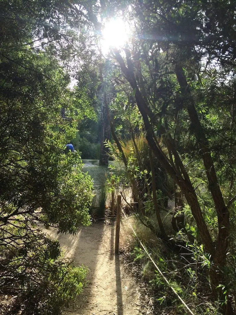 Ian Potter Childrens Garden Melbourne sunlit forest opening pic