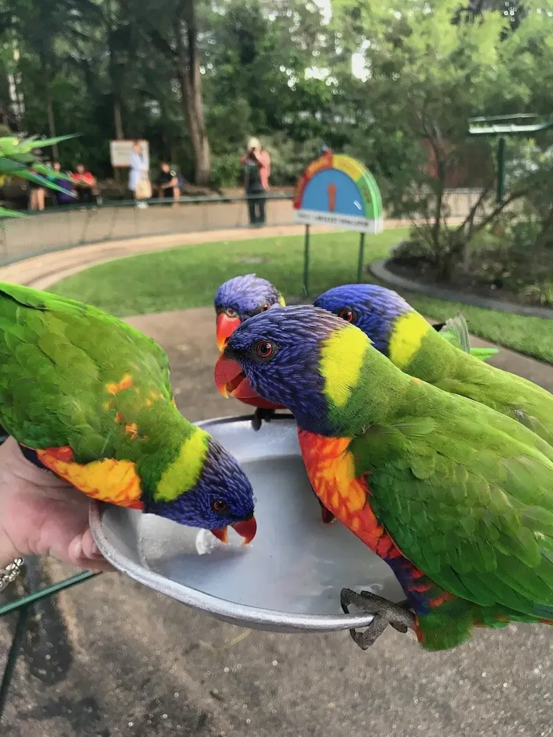 bird feeding at currumbin wildlife sanctuary 800