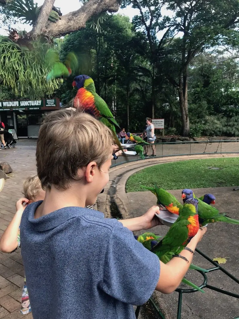 currumbin bird sanctuary lorikeets on ned's head pic