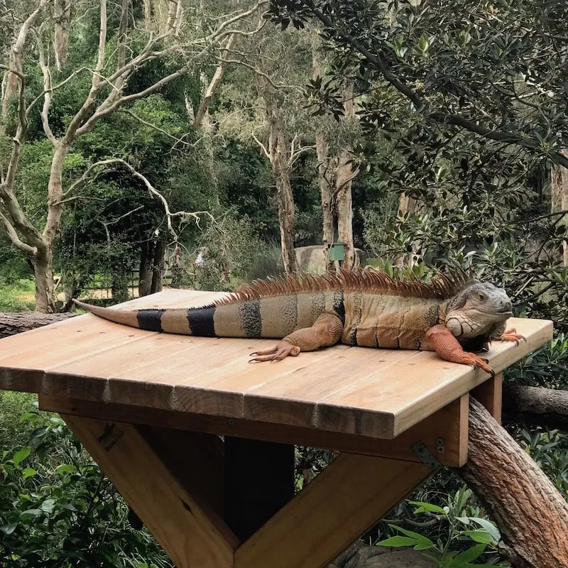 lizard at currumbin sanctuary pic