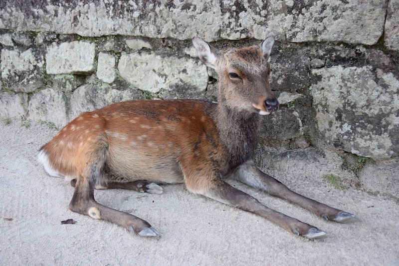 miyajima island deer pic