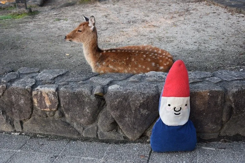 miyajima island and roam the gnome pic